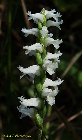 {Spiranthes cernua}